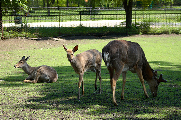 Пензенский зоопарк устроит показательное кормление оленей