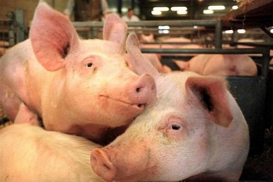 В с. Урлейка Пензенского района уничтожат все поголовье свиней