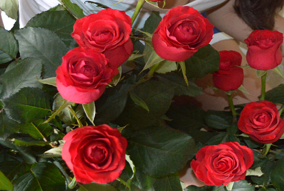 В Пензе главбух потеряла деньги из-за миллиона алых роз