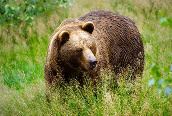 В Пензенскую область стали возвращаться медведи