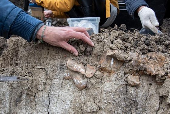 На стройплощадке Пензы нашли кости древнего носорога