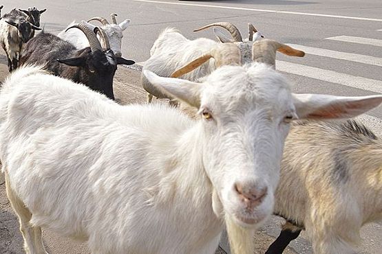 В Пензенской области ужесточат контроль за перевозкой скота
