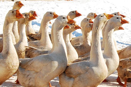 Пензенскую область отметили за рост производства мяса птицы