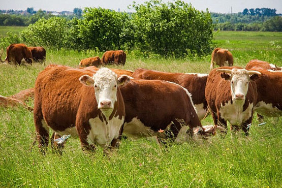 Пензенская область получит 24,6 млн. рублей на развитие мясного скотоводства