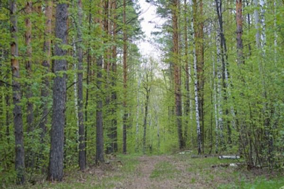 В пензенских лесах посчитают вредителей