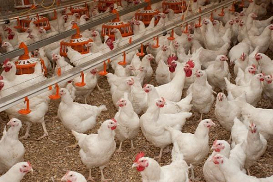 Пензенская область превысила план производства скота и птицы на убой на 28%