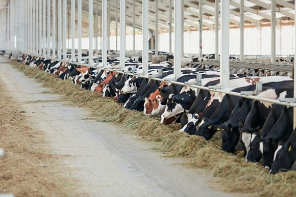Перед хозяйствами Пензенской области поставлен план по производству молока