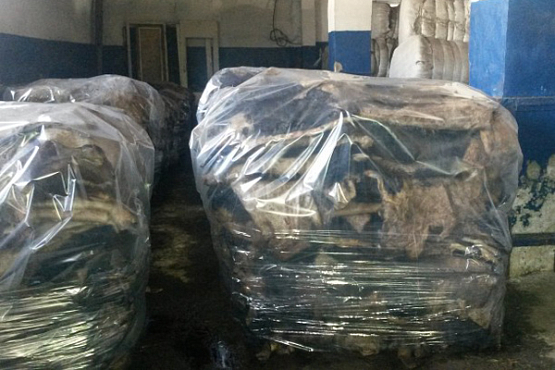 Пензенский предприниматель отправил в Италию 21 тонну шкур