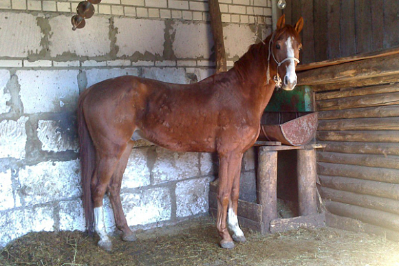 Фото||социальные сети В Пензенской области спасли знаменитого циркового коня Эклида