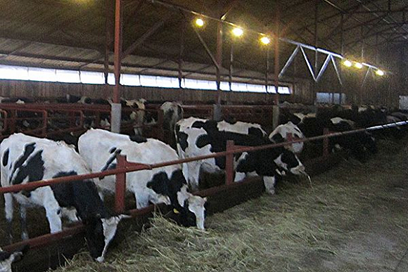 В Вадинском районе построили ферму на 300 коров
