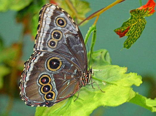 В Пензе открылся роддом для бабочек