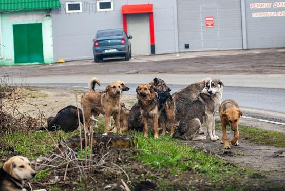 Убить нельзя оставить: что делать в Пензе с бродячими собаками?