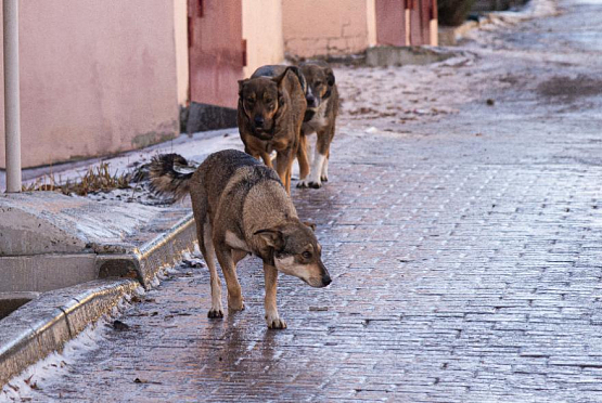 Более 130 жалоб на бродячих собак поступило от пензенцев в январе
