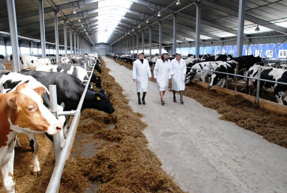 Пензенская область получит 138 млн на развитие молочного скотоводства