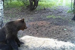 В Земетчинском районе обнаружили следы бурого медведя