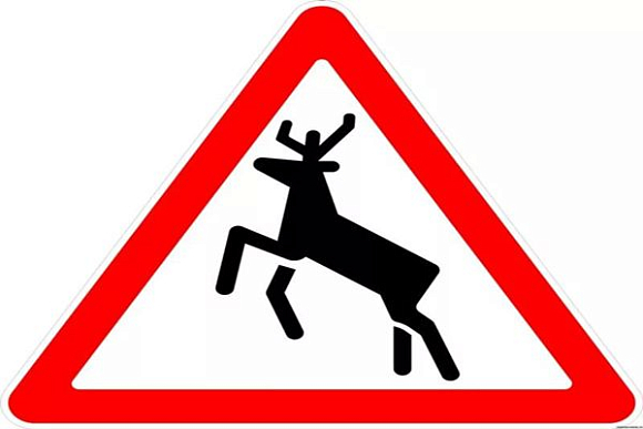 Пензенских водителей предупредили об оленях на дорогах