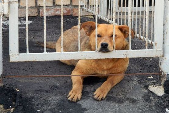 Руководство бани заплатит пензенцу 10 тыс. руб. за укус собаки