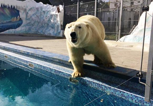 В пензенском зоопарке подготовлен к зиме вольер для белого медведя