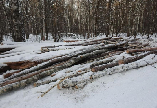  В лесничествах Пензенской области выявили два нарушения при заготовке древесины 