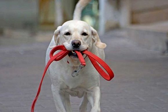 Фото||trendyshout.com В Заречном волонтеры снабдили собаководов пакетами и перчатками