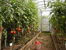 В селе Засечное построят новые овощные теплицы