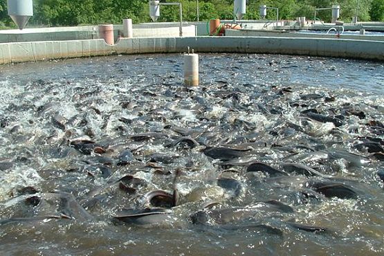Пензенская область — на втором месте в ПФО по производству рыбы