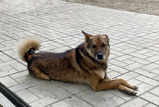 Администрацию Кузнецкого района оштрафовали за укушенного собакой ребенка