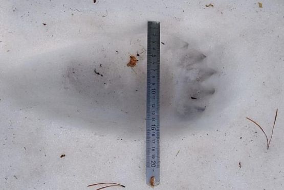В лесах Пензенской области обнаружили следы бурого медведя