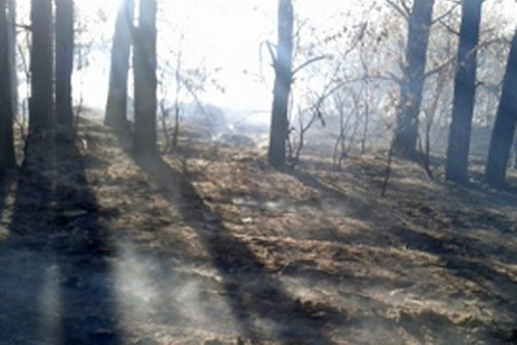 В Пензенской области произошел лесной пожар