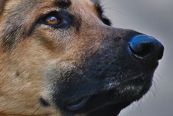 В Пензе коммунальщики заплатят компенсацию укушенной собакой женщине
