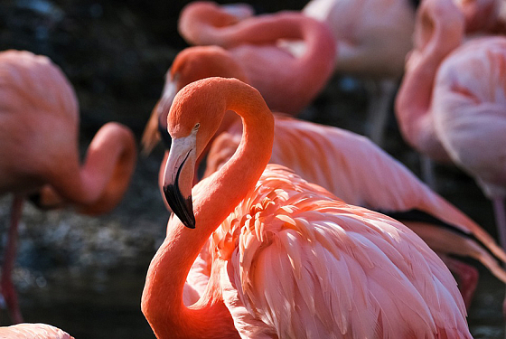 Фламинго: описание птицы и места обитания