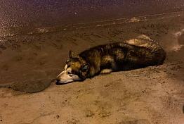 Пензенская собака-путешественница пострадала в ДТП