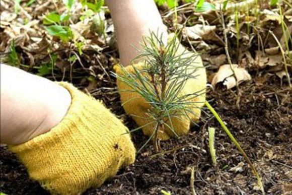 Фото||minleshoz.pnzreg.ru В Пензенской области на территории лесного фонда высадят более 5 млн. сеянцев