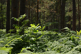 В Пензе вынесут приговор срубившему 120 деревьев в Ахунах