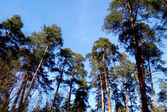 На территории Пензенской области выявили 5 нарушений лесного законодательства