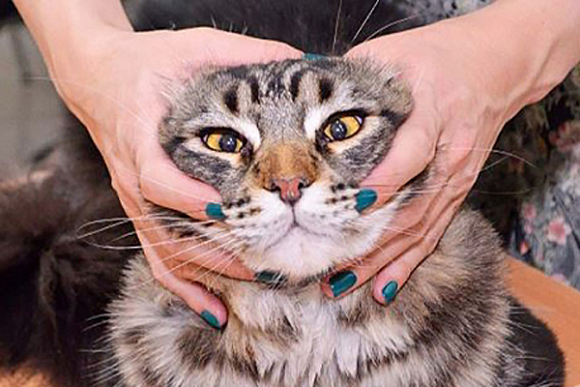 В Пензе пройдет шоу-выставка кошек «Коту всегда Масленица»