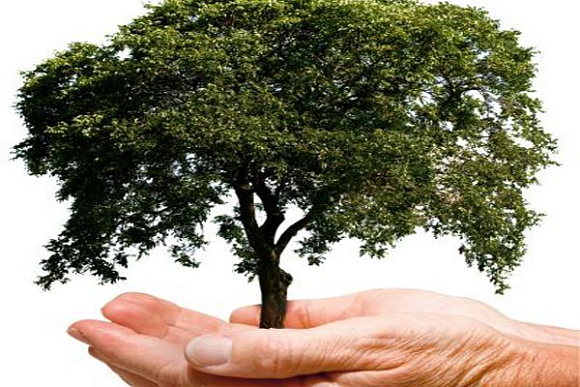 Зареченцы сделали вклад в спасение 317 деревьев