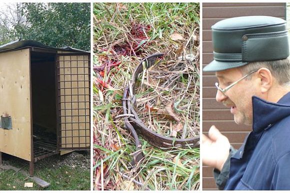 Фото||автора В Пензенской области медведицу-убийцу застрелил экс-участковый