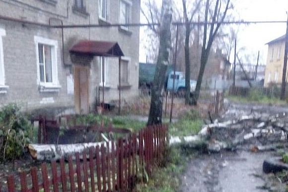 Фото||vk.com/penza_live В Пензе во дворе дома рухнула береза