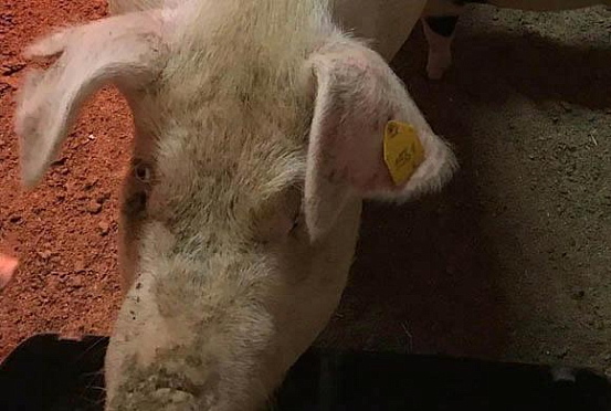 Пензенская свинка Роза вновь готовится стать мамой