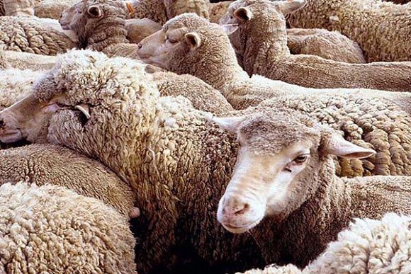 В Пензенской области вор связал сторожей КФХ и украл овец