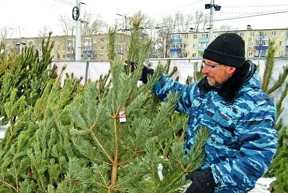 В Пензе экоактивисты нашли применение брошенным на свалках елкам
