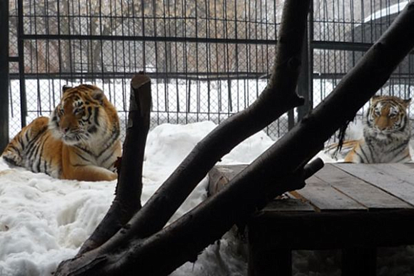 В пензенском зоопарке тигров Констанцию и Самура ожидает череда свиданий
