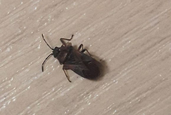 Пензячку напугал странный жук, оказавшийся в квартире