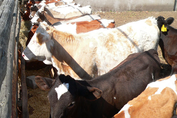 Фото||автора Иван Белозерцев посетил две животноводческие фермы Камешкирского района