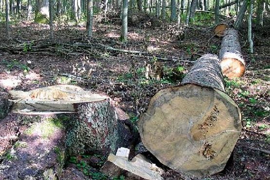 В Пензенской области две группы дровосеков незаконно вырубили деревья на 300 тыс. рублей