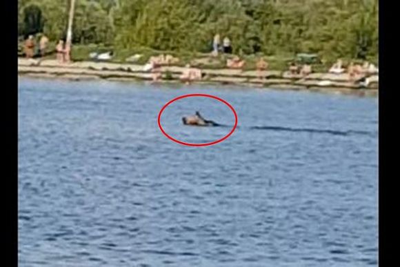 Фото||и видео vk.com/typical_penza, Андрей Петров В Пензенском зоопарке прокомментировали «лосиный» заплыв