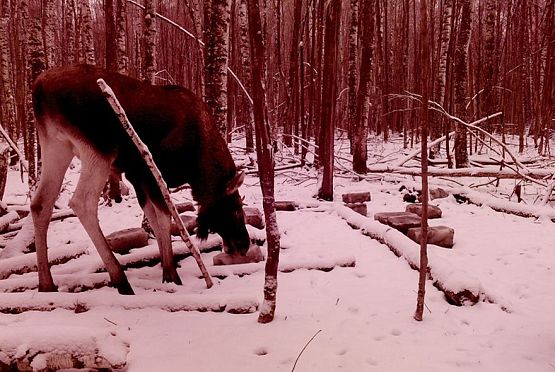 В Нижнеломовском районе браконьер убил лосиху