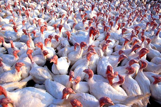 Объемы производства мяса птицы в Пензенской области отметили на федеральном уровне