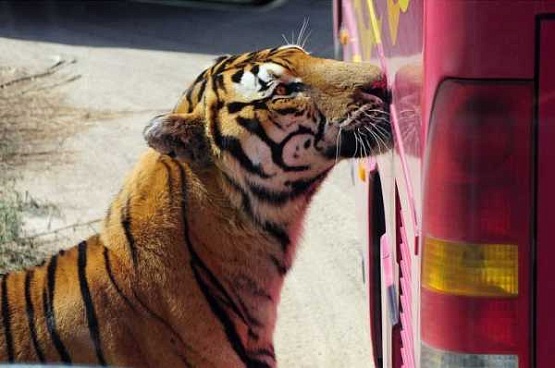 Сибирский тигр загрыз туристку в китайском парке Бадалин
